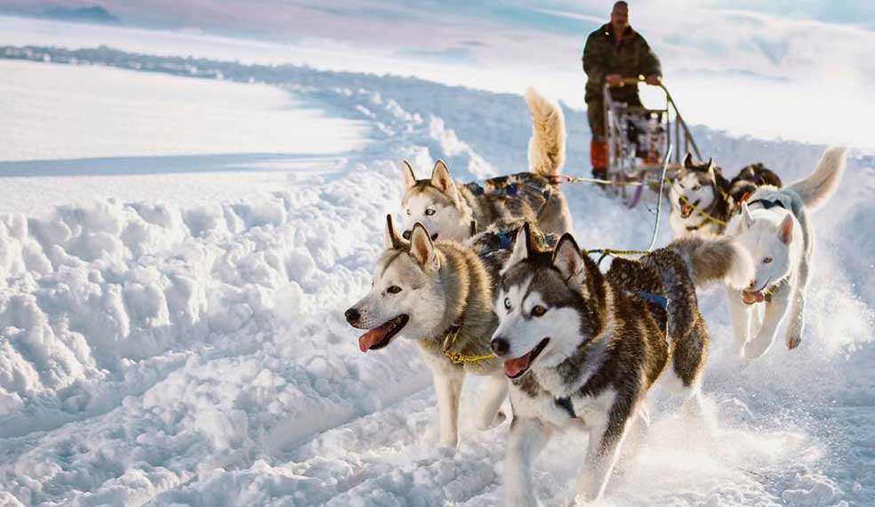 A sled ride, powered by Husky, such fun